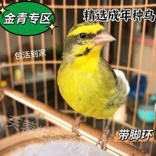 金青人工繁殖金青成年种鸟精品大通眉大金黄灰雁金青鸟一对纯种