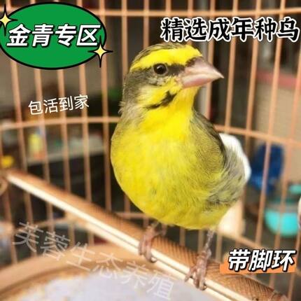 金青人工繁殖金青成年种鸟精品大通眉大金黄灰雁金青鸟一对纯种
