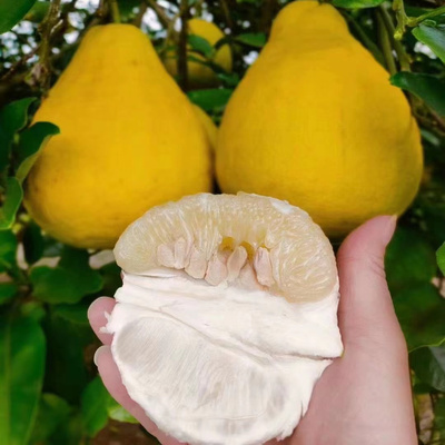 正宗重庆特产长寿老树子沙田柚子白心当季新鲜现摘孕妇超甜包邮