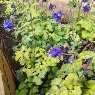 特价清仓满18元包邮彩叶耧斗菜锦化叶耧斗菜森林气息