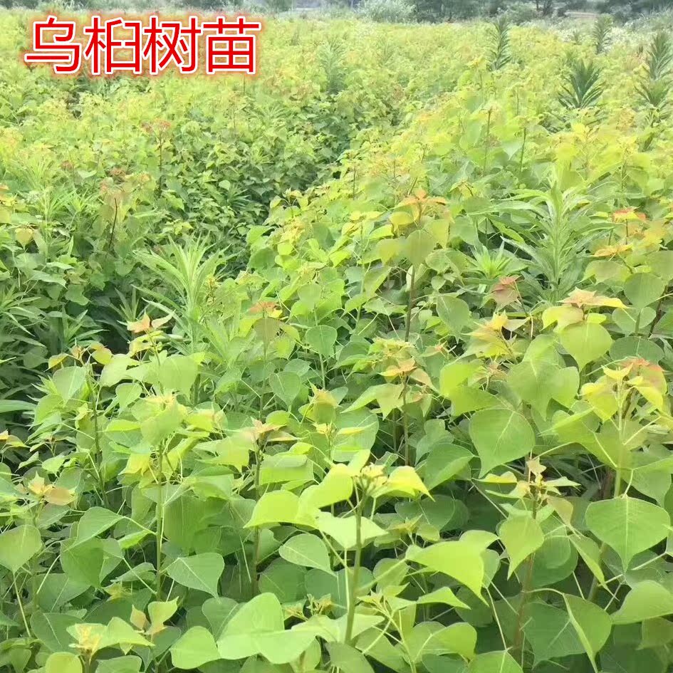 乌桕行道树绿化乔木小苗