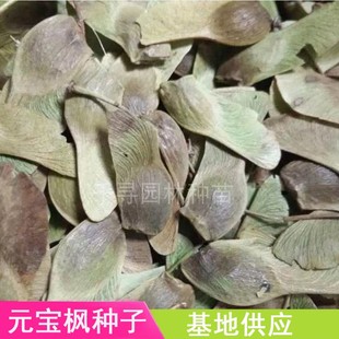 新采元宝枫种子 食用榨油元宝枫榨油 元宝枫树种 元宝枫小苗