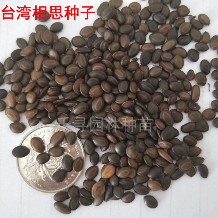 台湾相思种子 相思树种子 洋桂花种子 台湾柳种子 相思籽