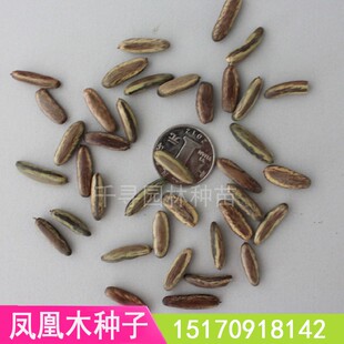 新采凤凰木种子 红花楹树 凤凰树种籽 红花楹 凤凰树种子 林木种