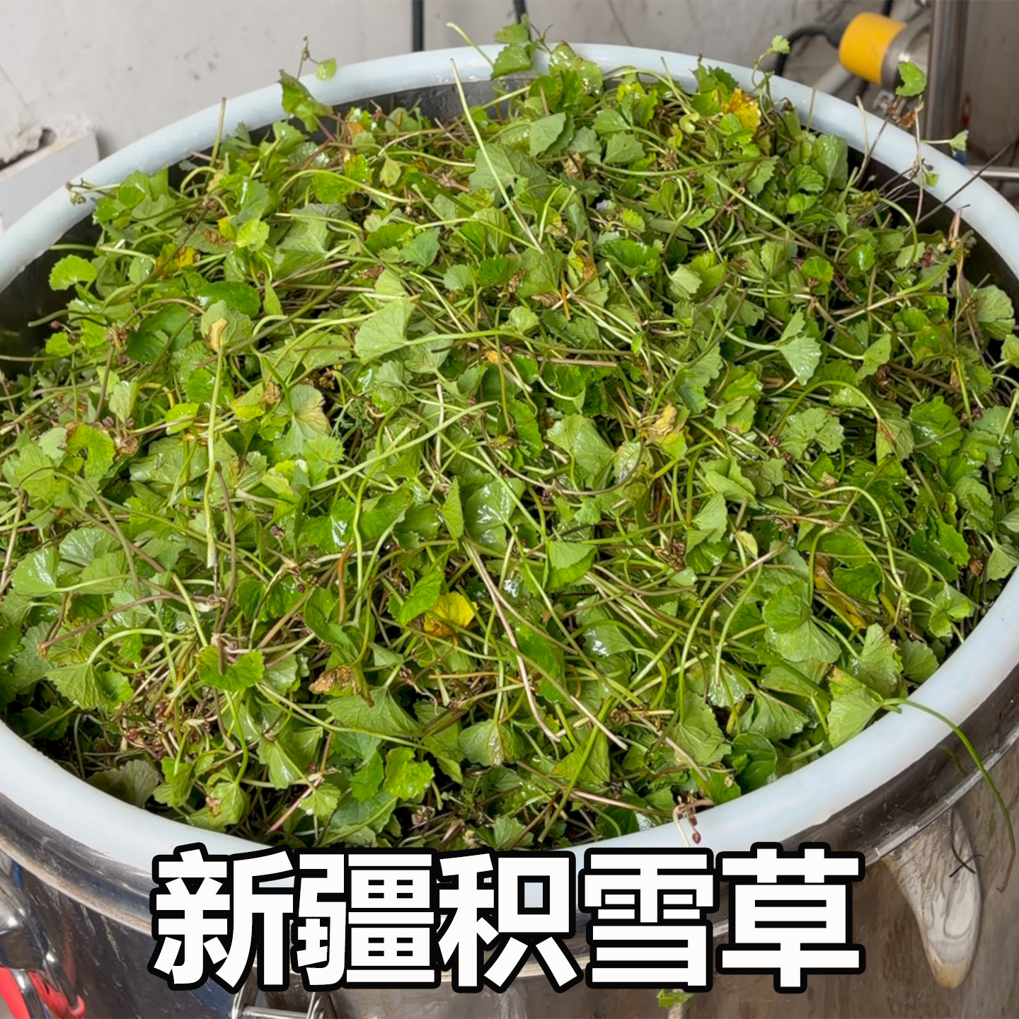 新疆迷迭香积雪草永久花纯露图片