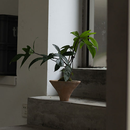 叶片像飞机一样的植物来啦