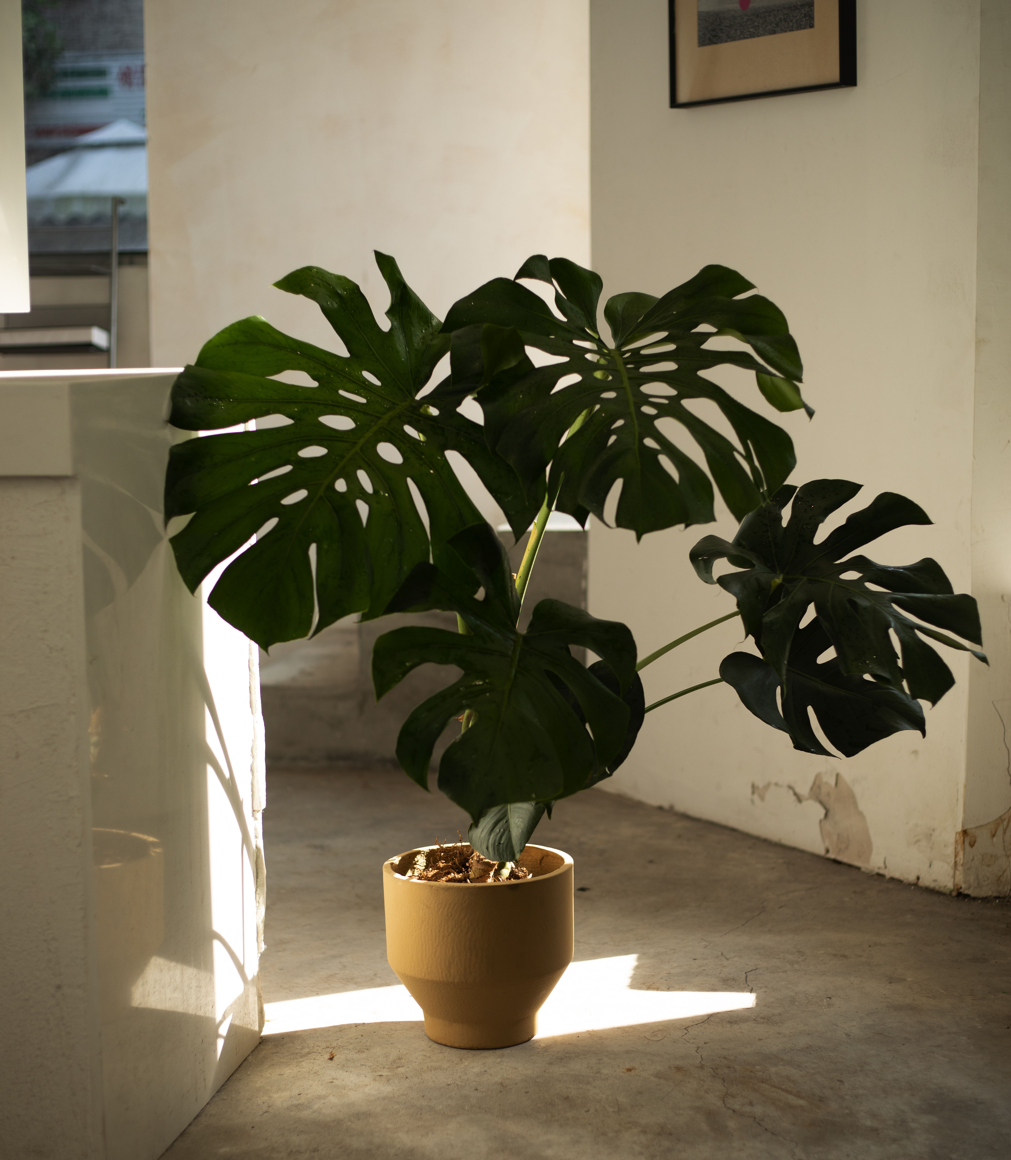 Earth plant巨叶龟背竹室内客厅盆栽落地大型绿植净化空气吸植物-封面