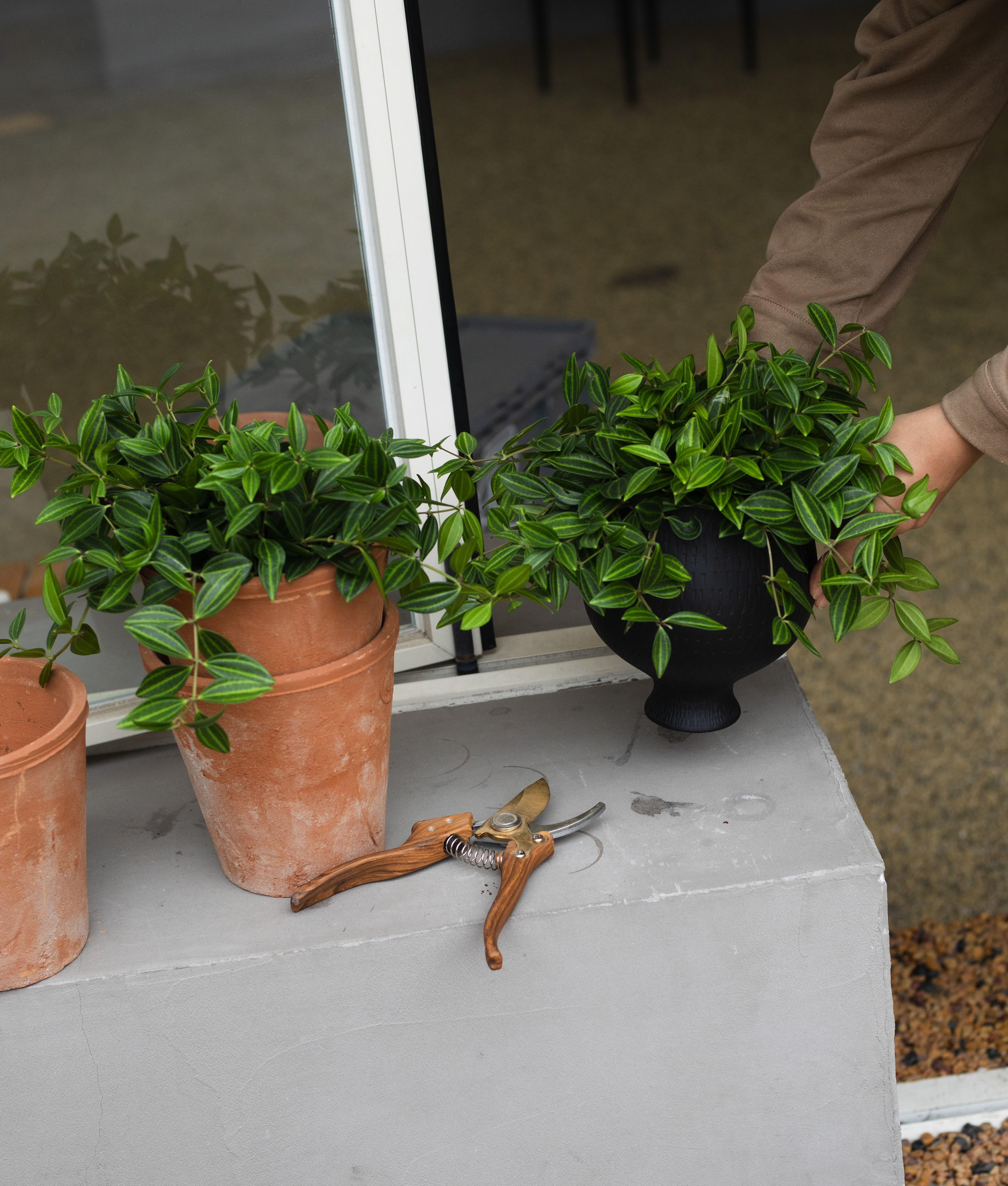 earth plsnt钻石翡翠藤蔓植物盆栽小众绿植四季常绿办公桌面盆景