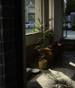 大地植物工作室细叶金山棕榈棕竹室内大型绿植落地大盆栽植物