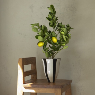 大地植物工作室 台湾香水柠檬开花植物室内落地大植物香味植物