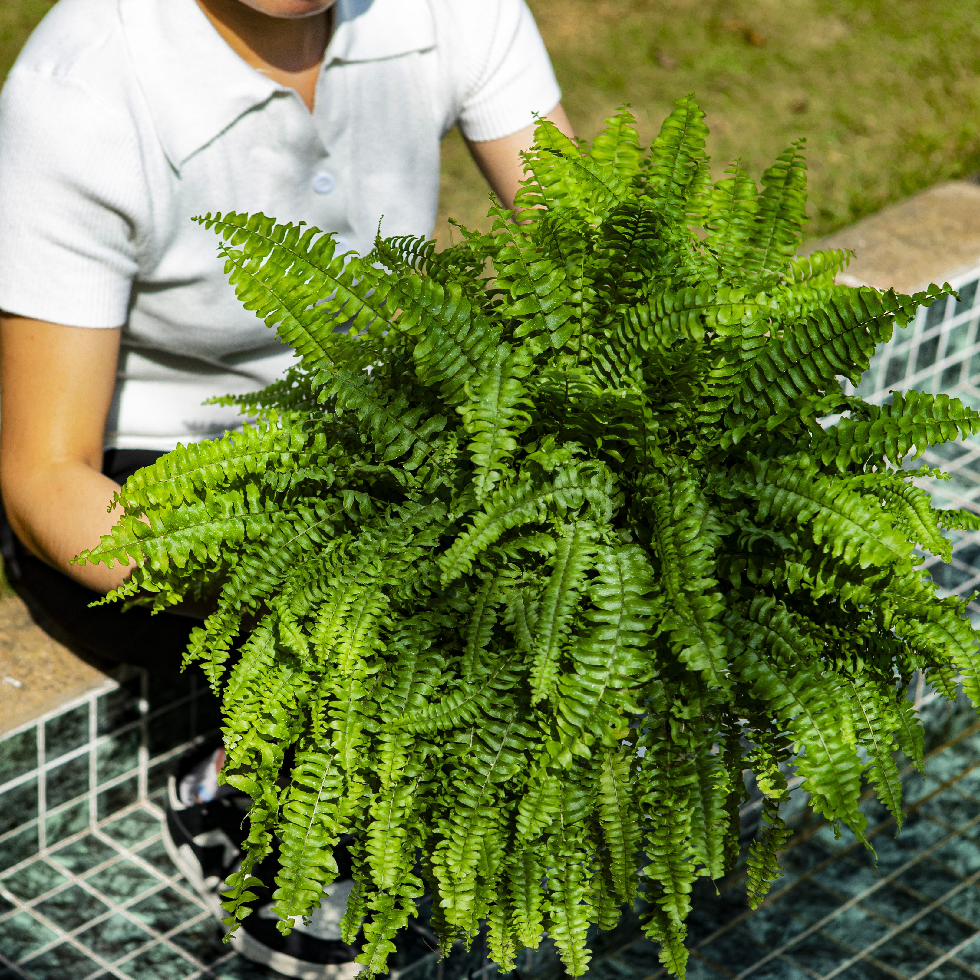 大地植物工作室 澳洲密叶霸王蕨垂吊类ins绿植盆栽小众植物样板间,鲜花速递/花卉仿真/绿植园艺,绿植,淘宝优惠券,粉丝福利购,淘宝优惠卷