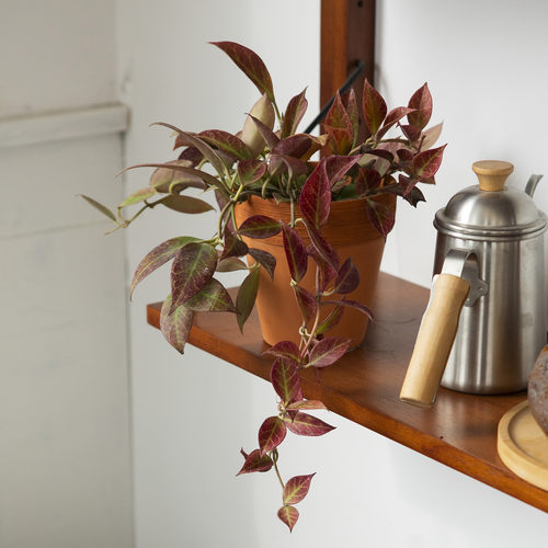 可以开出球形花朵的兰花垂藤盆景