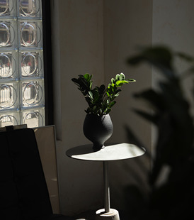 Earth plant 厚叶龙凤木小众观叶绿植盆栽四季常绿盆景侘寂风植物