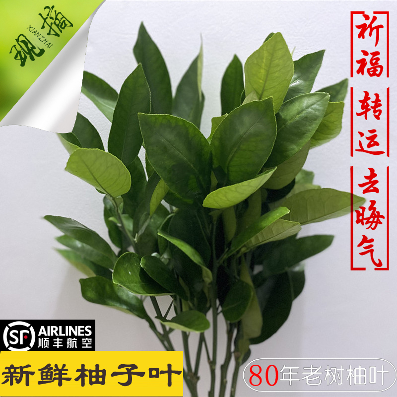 柚子叶去晦气包邮新鲜柚叶碌柚叶带技叶开运乔迁新居祈福转运沐浴