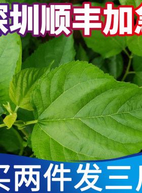 新鲜嫩桑叶蚕宝宝食物叶大肉厚桑树苗盆栽包邮农家桑叶新鲜包邮