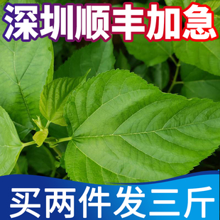 新鲜嫩桑叶蚕宝宝食物叶大肉厚桑树苗盆栽包邮农家桑叶新鲜包邮