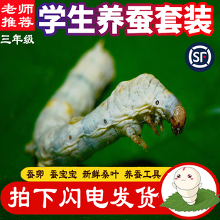 蚕宝宝活体蚕卵蚕籽学生养蚕套装春蚕蚕种幼蚕1龄234龄送新鲜桑叶