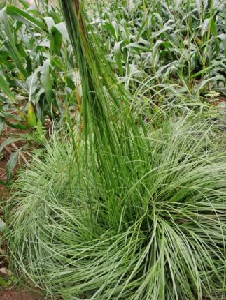 广西真正野外引种粽绳草苗马莲草苗旱蒲蠡实荔草龙须草香马蔺草苗