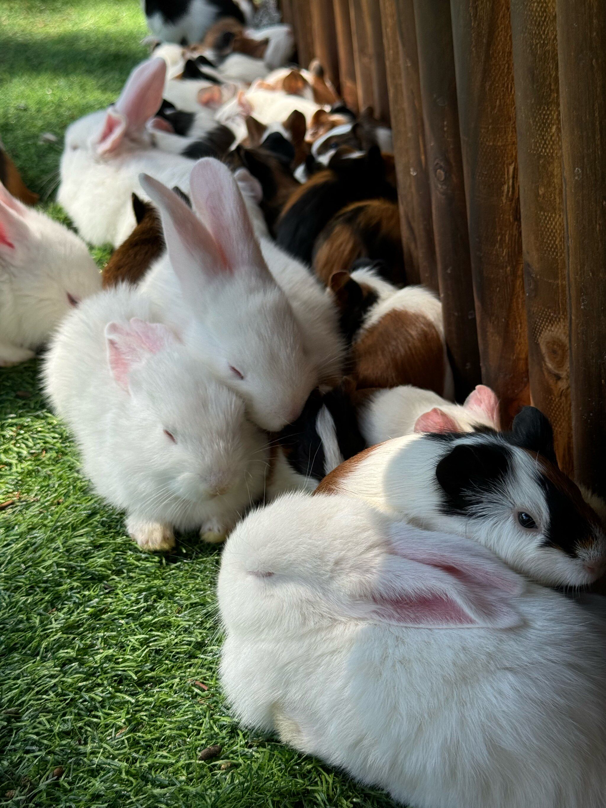 非洲纯种野生兔子,下单自己走回家自带导航走过去,非稀有小宠物