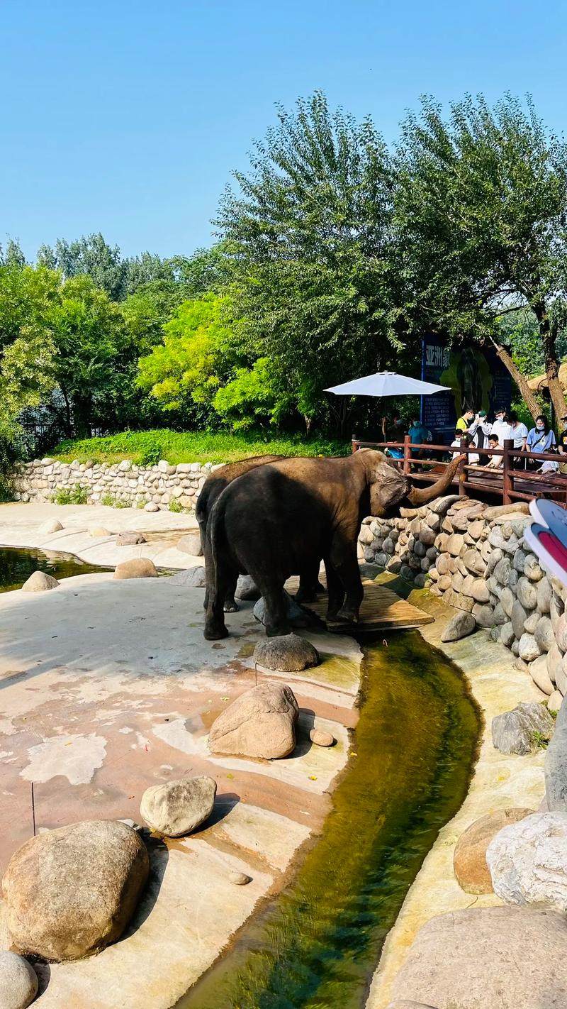 非洲纯种野生大象,下单自己走回家自带导航走过去,非稀有小宠物