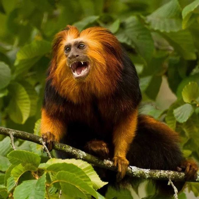 金头狮狨，下单自己走过去，稀有宠物，路途遥远时间较长