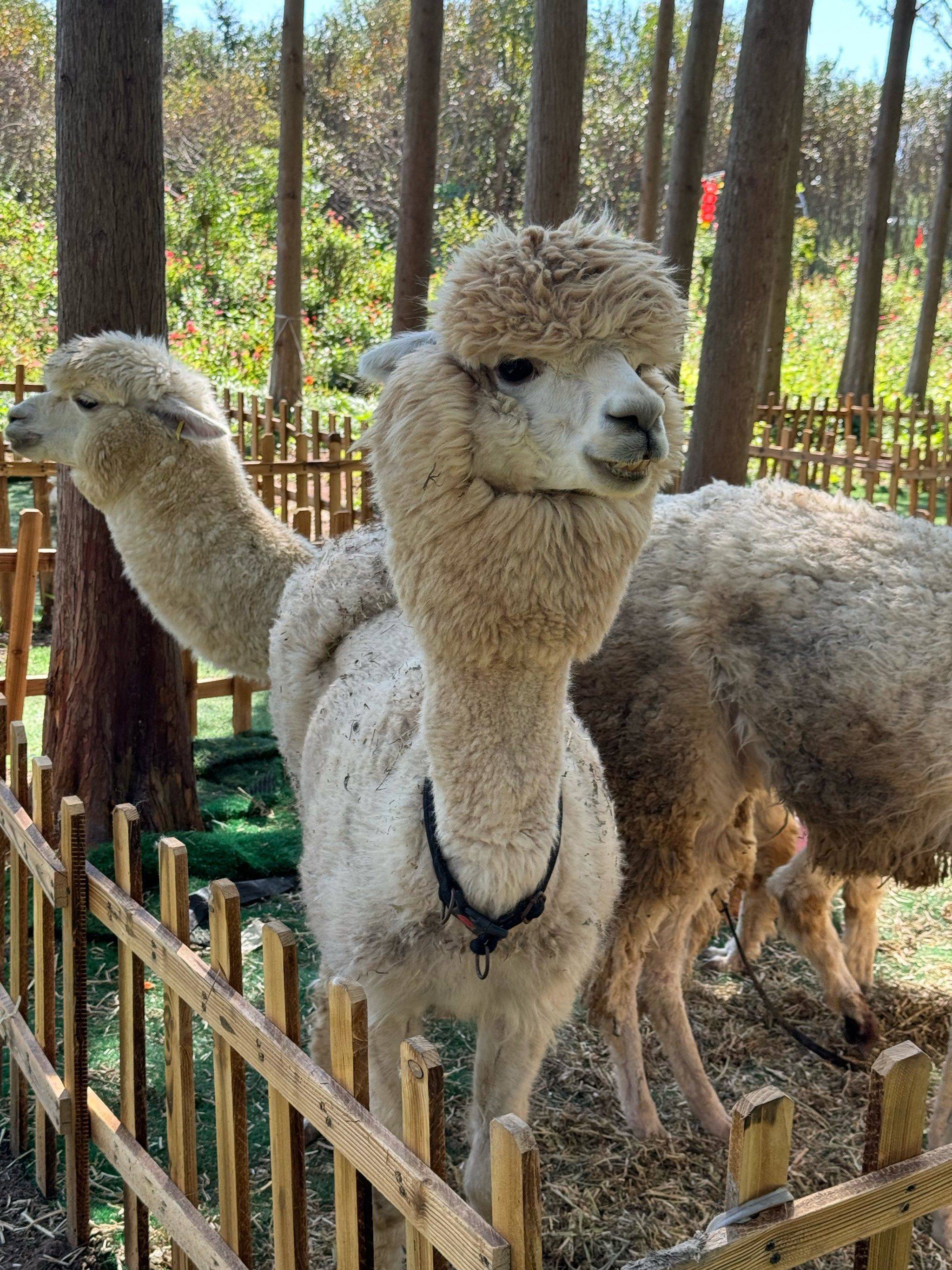 非洲纯种野生羊驼,下单自己走回家自带导航走过去,非稀有小宠物