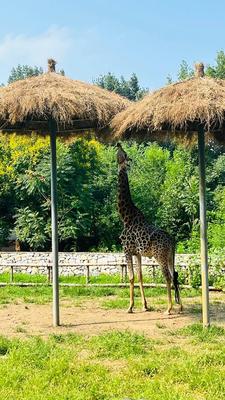 纯种野生长颈鹿，下单自己走回家自带导航走过去，非稀有小宠物