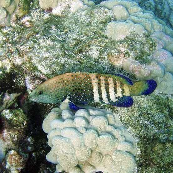 斑点九棘鲈，下单自己走过去，稀有宠物，路途遥远时间较长