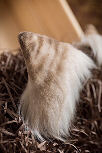 三尾树猫耳虎斑猫耳兽耳原创手作耳朵lolita耳朵头箍