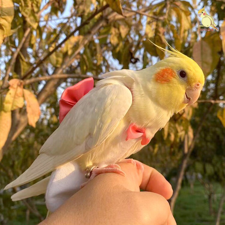 鹦鹉衣服玄凤尿不湿牡丹虎皮加厚保暖屎兜可调节飞行服网红遛鸟衣