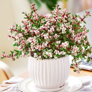 雅乐之舞办公室桌面绿植摆件多肉植物金枝玉叶室内小盆栽净化空气