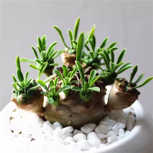 小菠萝峨眉山铁甲麒麟白桦麒麟小萝卜多肉植物桌面盆栽庭院肉肉