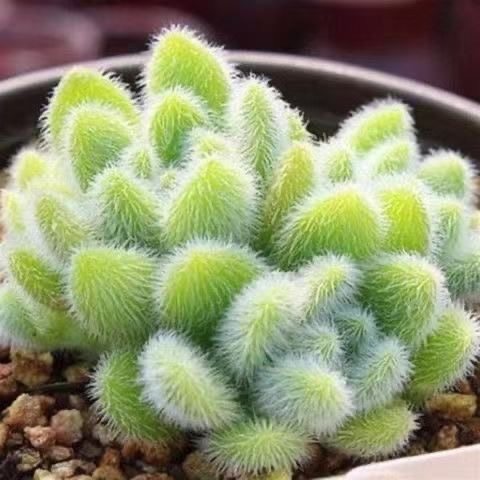信东尼多肉植物超萌可爱毛绒绒多头群生室内肉肉组合盆栽花卉绿植