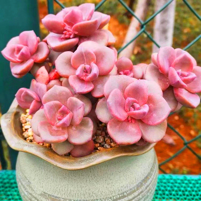 彩虹糖多肉植物群生多头粉色系多肉萌肉肉办公室阳台花卉绿植盆栽