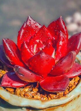 罗宾多肉植物盆栽骑士黑檀汁乌木