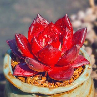 多肉植物盆栽红骑士罗密欧黑檀汁乌木口红罗宾东云系肉肉绿植花卉