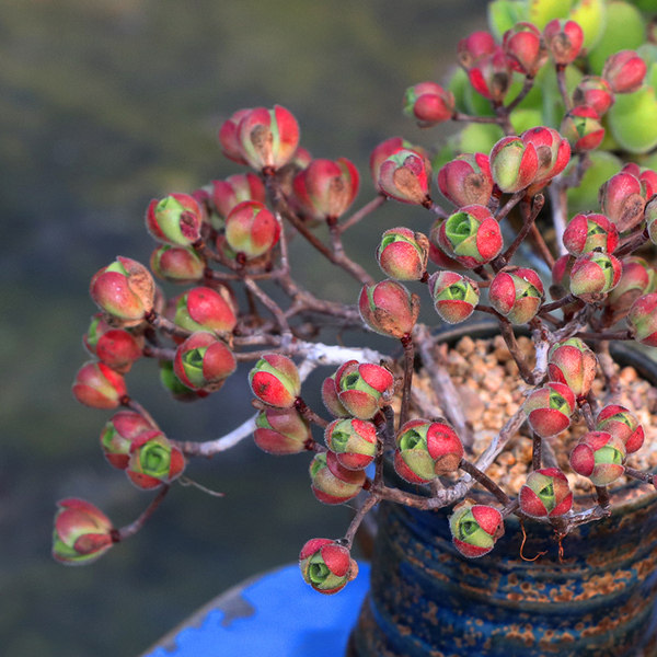 多肉植物橄榄球玫瑰彩色多肉植物室内盆栽绿植萌肉肉易爆盆防辐射,鲜花速递/花卉仿真/绿植园艺,多肉植物,淘宝优惠券,粉丝福利购,淘宝优惠卷