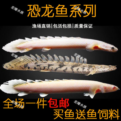 虎纹恐龙鱼价格 虎纹恐龙鱼图片 星期三