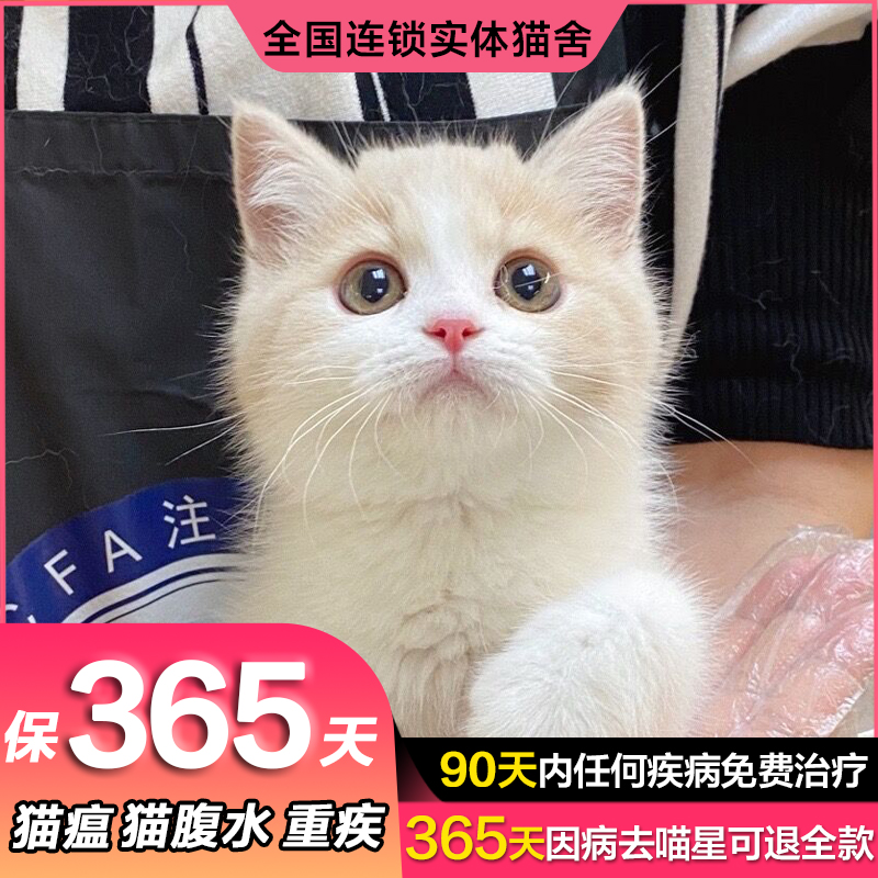 乳白矮脚猫lincat猫舍