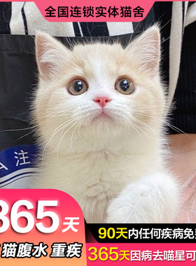 乳白矮脚猫lincat猫舍
