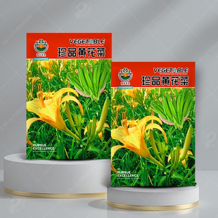 食用高产黄花菜种子种籽金针菜苗根庭院四季种植花盆栽金针菜蔬菜