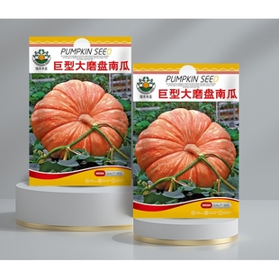 巨型大磨盘南瓜种磨盘南瓜种子超甜倭瓜种子大田蔬菜种子阳台盆栽