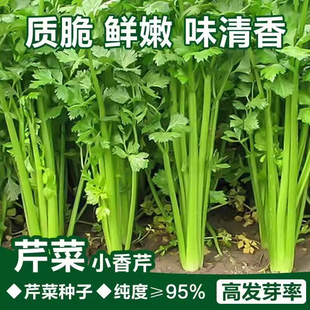 四季小香芹种子大全芹菜苗种籽秧苗芹菜种子季青菜籽蔬菜种孑农家