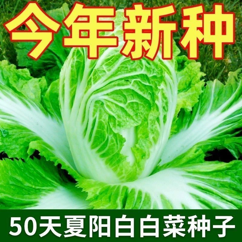 【耐热38度】夏播抗热白菜种子夏季大白菜夏阳白50天结球蔬菜种子