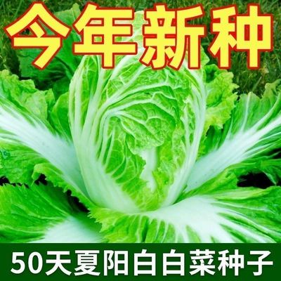 【耐热38度】夏播抗热白菜种子夏季大白菜夏阳白50天结球蔬菜种子