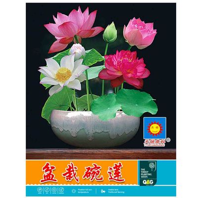 碗莲水培植物花卉室内花好养四季开花种子籽水养荷花盆栽客厅睡莲