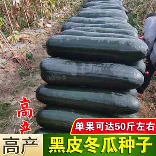 黑皮冬瓜种孑高产春季四季农家庭院冬瓜种籽抗病青皮大号冬瓜种子
