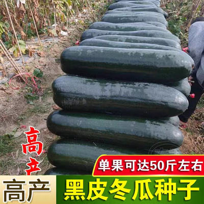 黑皮冬瓜种孑高产春季四季农家庭院冬瓜种籽抗病青皮大号冬瓜种子