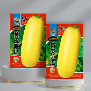 黄皮大笋瓜种子南瓜白玉瓜角瓜种籽高产春秋季四季吊瓜蔬菜种孑