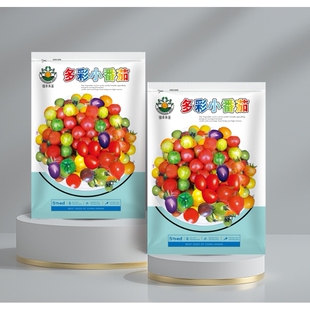 圣女果种子七彩小番茄种子多彩圣女果五彩小番茄组合千禧果蔬种子